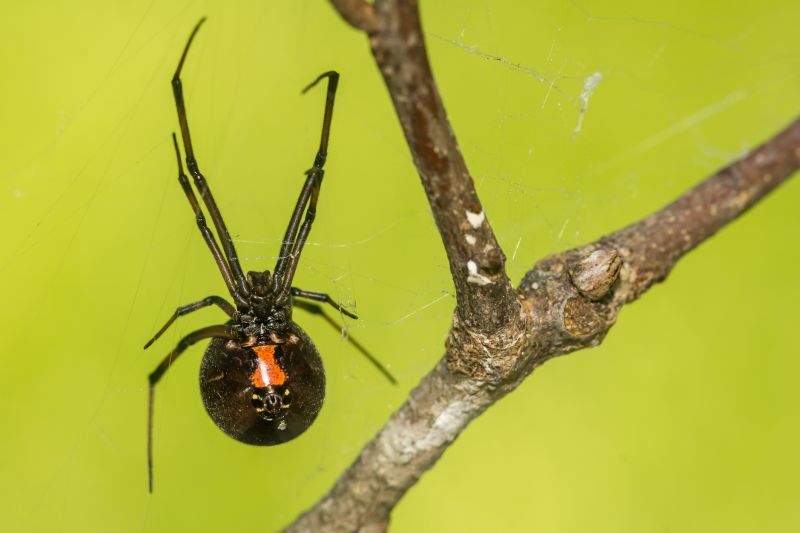 Black Widow Extermination in Denton, TX