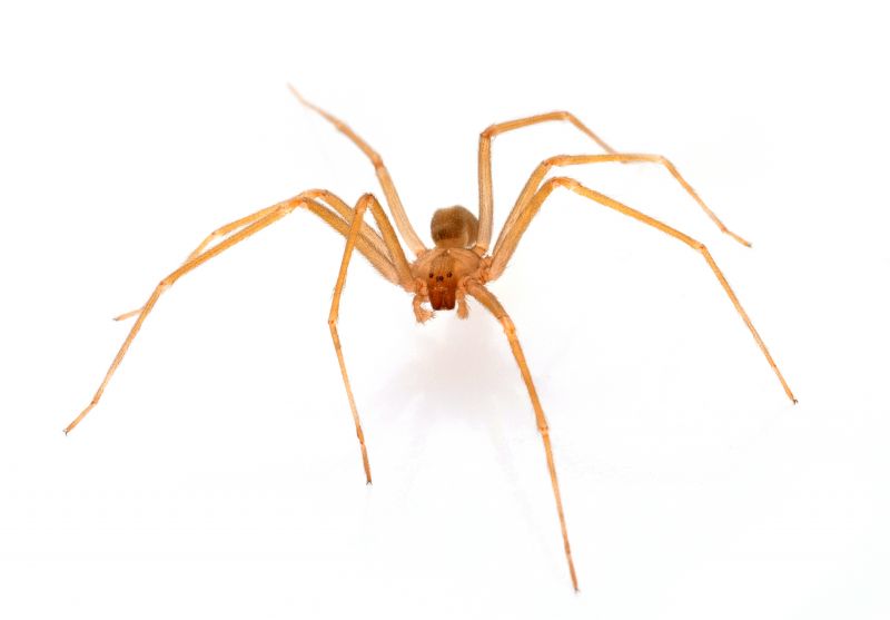 Brown Recluse Extermination in Rockwall, TX
