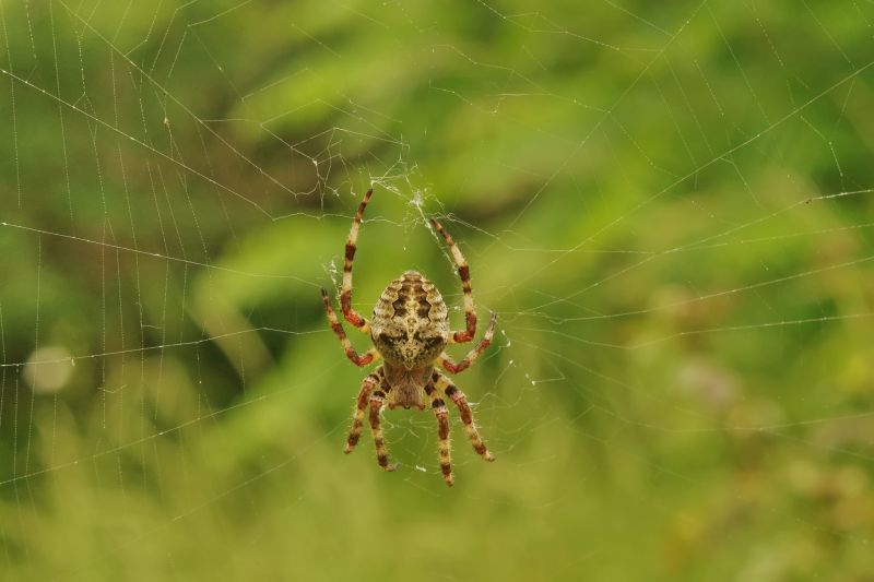 Common Spiders Extermination in Rockwall, TX