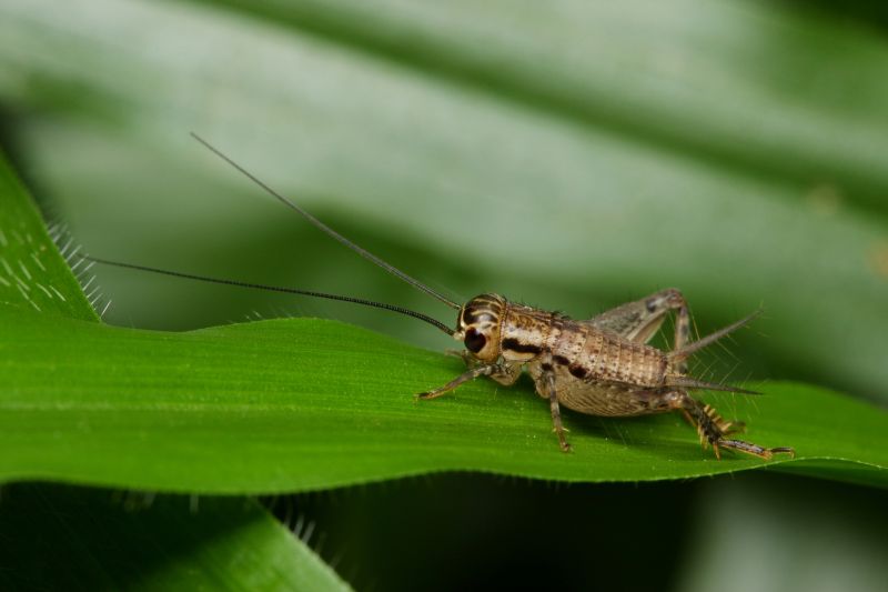 Cricket Control Service in Rockwall, TX
