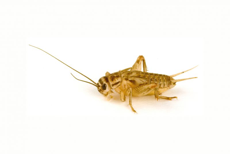 Cricket Control Service in Fort Worth, TX