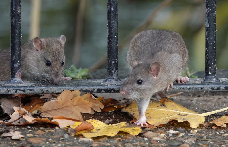 Rat Fumigation Service in Madison, WI