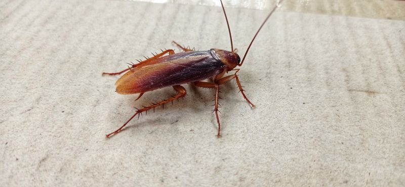 Roach Fumigation in Coeur D Alene, ID