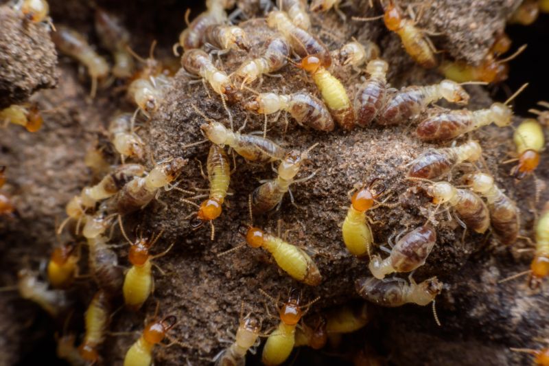 Termite Treatment Service in Katy, TX