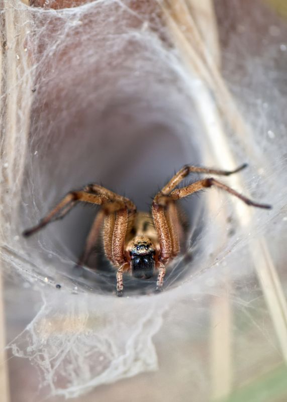 Wolf Spider Removal in Fort Worth, TX