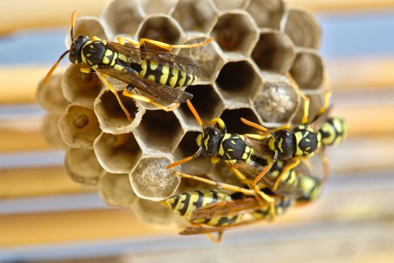 Wasp Removal