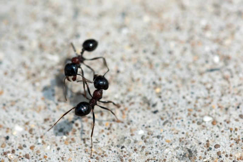 Ant Control Service in Denton, TX