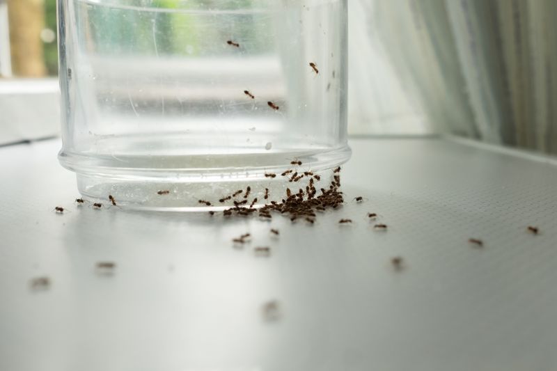 Ants Extermination Service in Frisco, TX