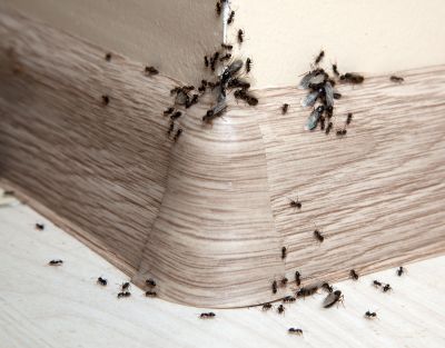Ants Extermination Service in New Braunfels, TX