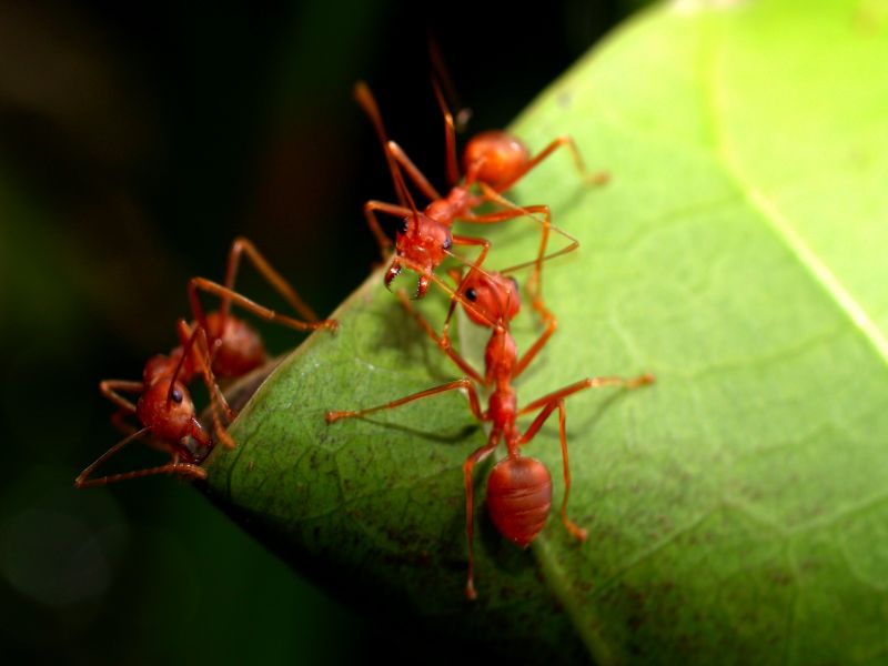 Ants Extermination Service in New Braunfels, TX