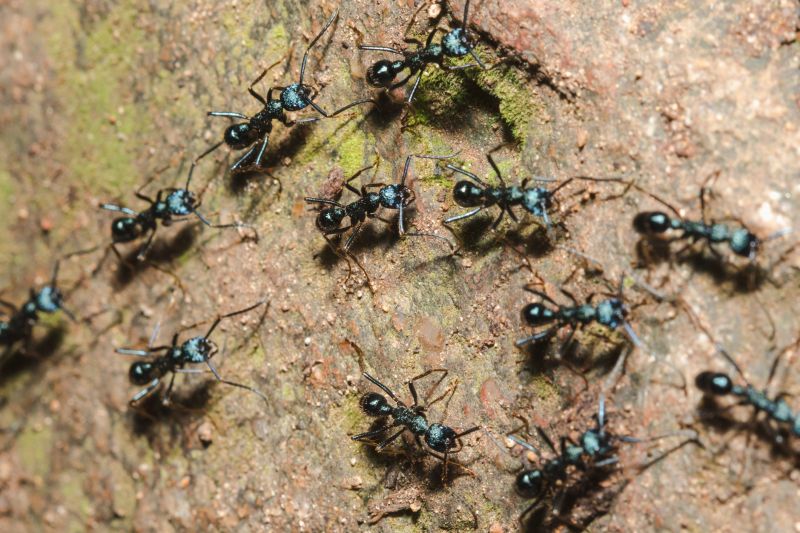 Black Ant Extermination in Rockwall, TX