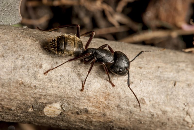 Black Ant Extermination in Fort Worth, TX