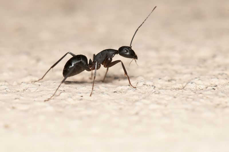 Black Ant Extermination in Fort Worth, TX