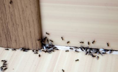Black Ant Extermination in Katy, TX
