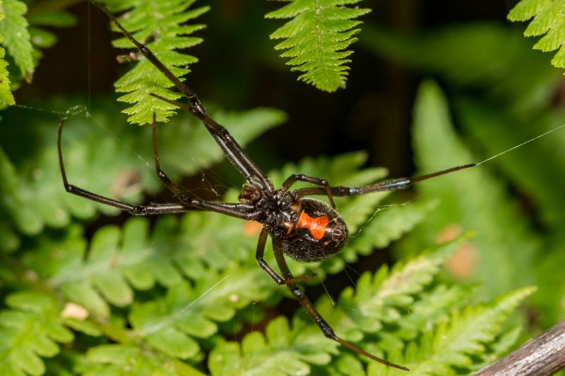 Black Widow Extermination in Mckinney, TX