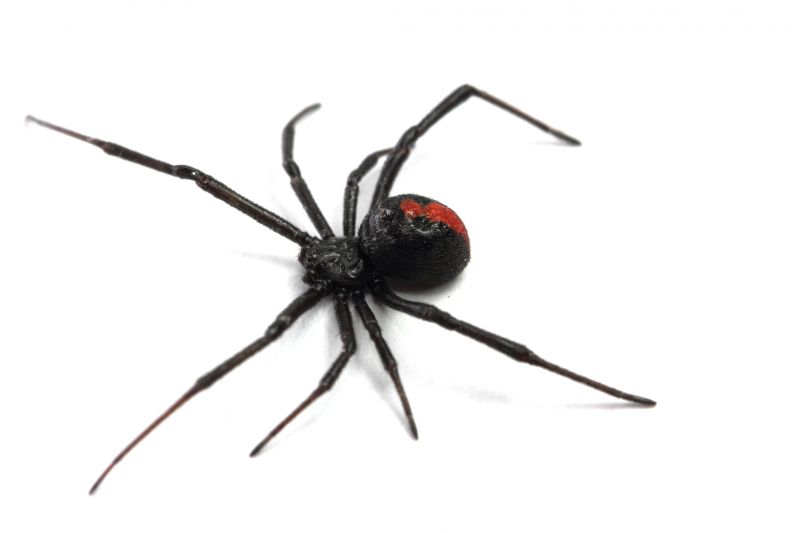 Black Widow Extermination in Katy, TX
