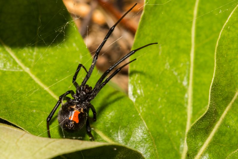 Black Widow Extermination in Rockwall, TX