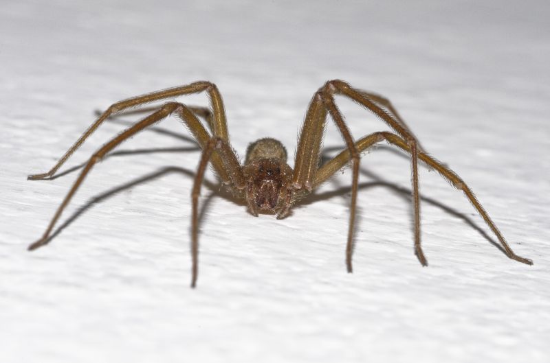 Brown Recluse Extermination in Frisco, TX