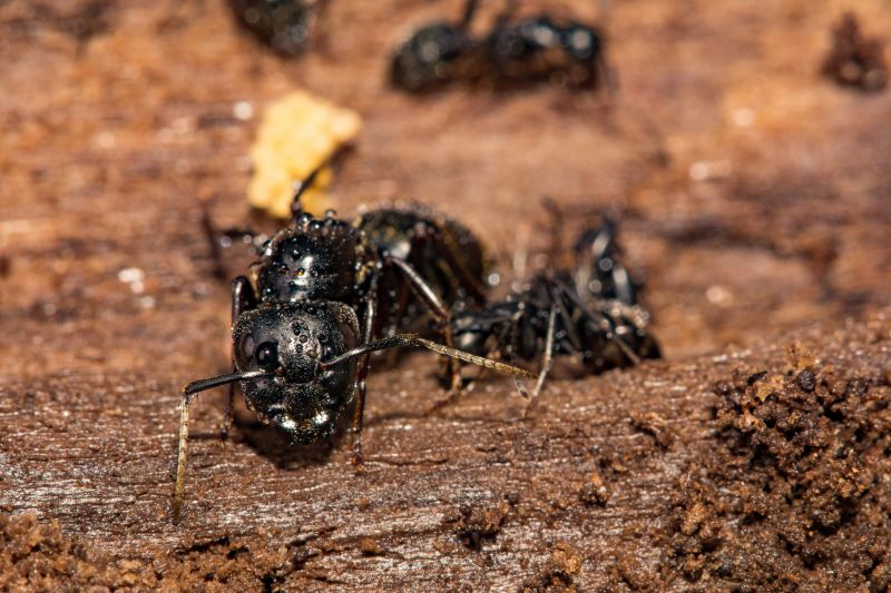 Carpenter Ant Extermination in Katy, TX