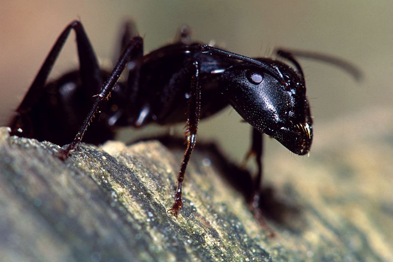 Carpenter Ant Extermination in Frisco, TX
