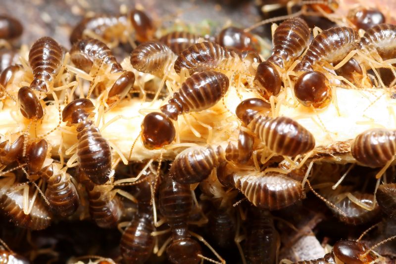 Commercial Termite Prevention in Katy, TX