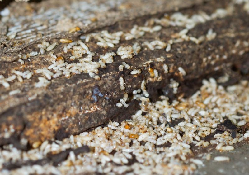 Commercial Termite Treatment in Katy, TX