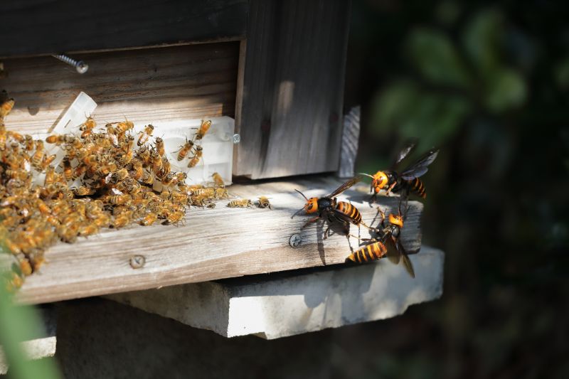 Cost of Wasp Removal — Cost of Wasp Removal