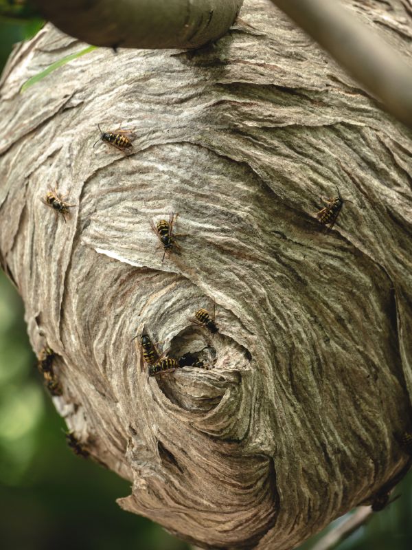 Cost of Wasp Removal — Cost of Wasp Removal
