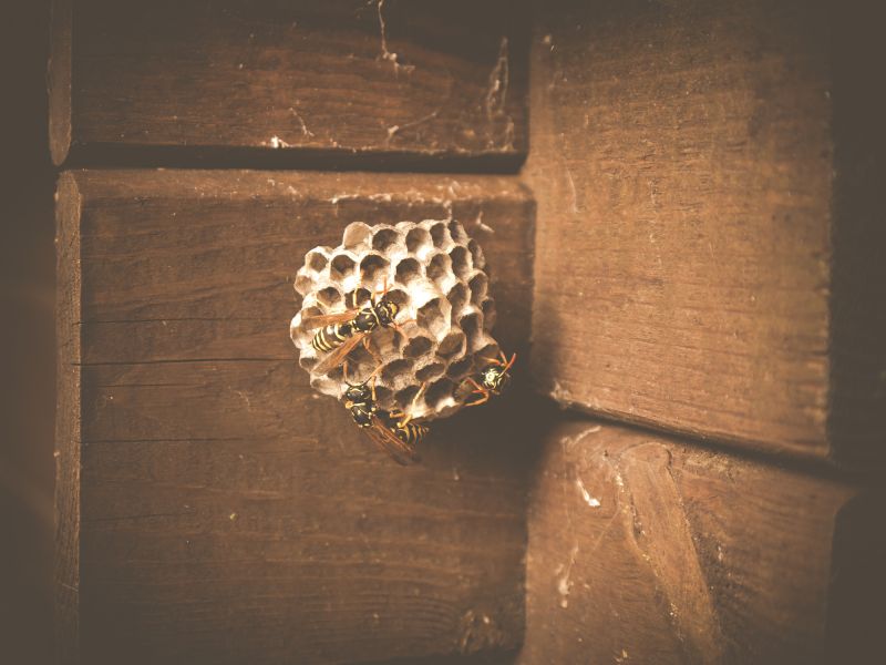 Cost of Wasp Removal — Cost of Wasp Removal