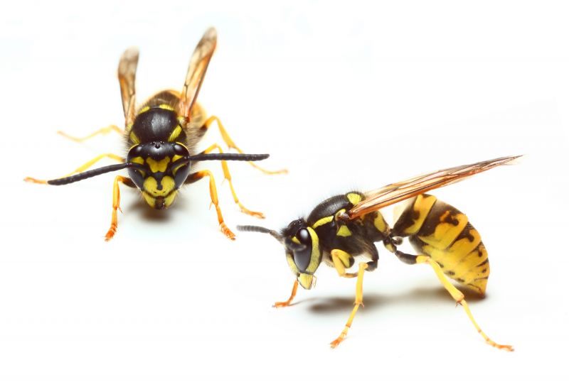 Type of Wasp Species