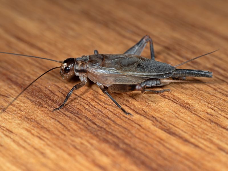 Cricket Control Service in Fort Worth, TX