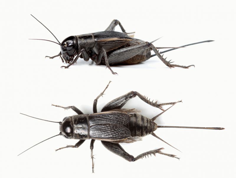 Cricket Control Service in New Braunfels, TX