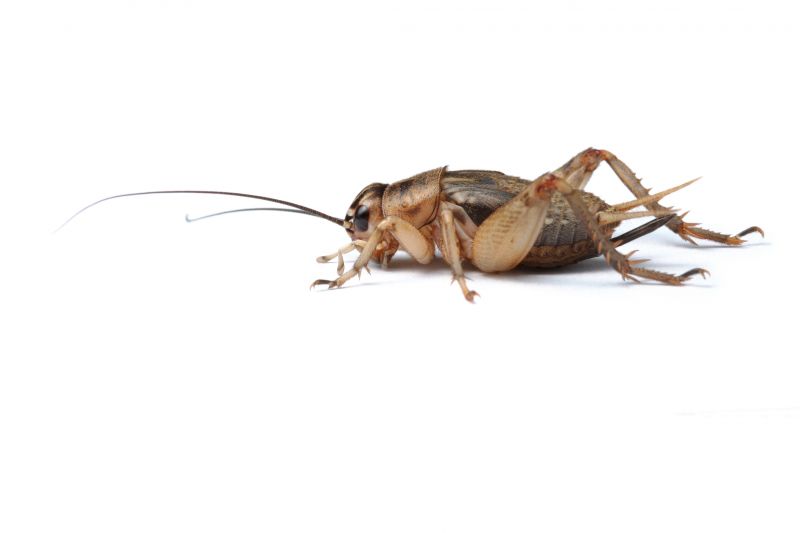Cricket Control Service in Frisco, TX