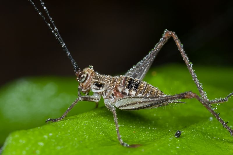 Cricket Prevention in Frisco, TX