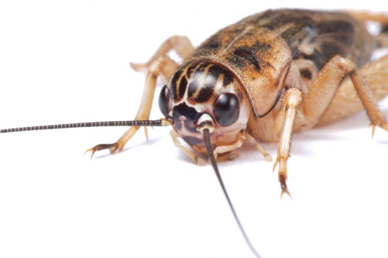 Cricket Prevention in Rockwall, TX