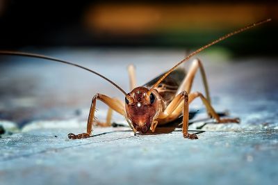 Cricket Prevention in Mckinney, TX