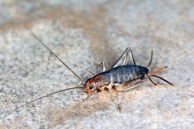 Cricket Prevention in Katy, TX