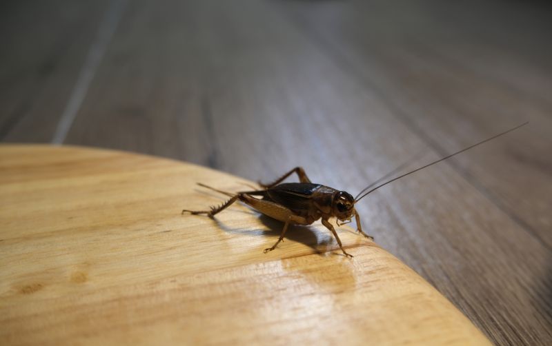 Cricket Removal Service in Katy, TX