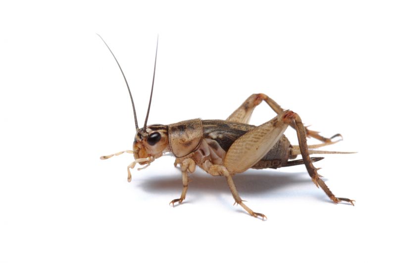 Cricket Removal Service in Frisco, TX