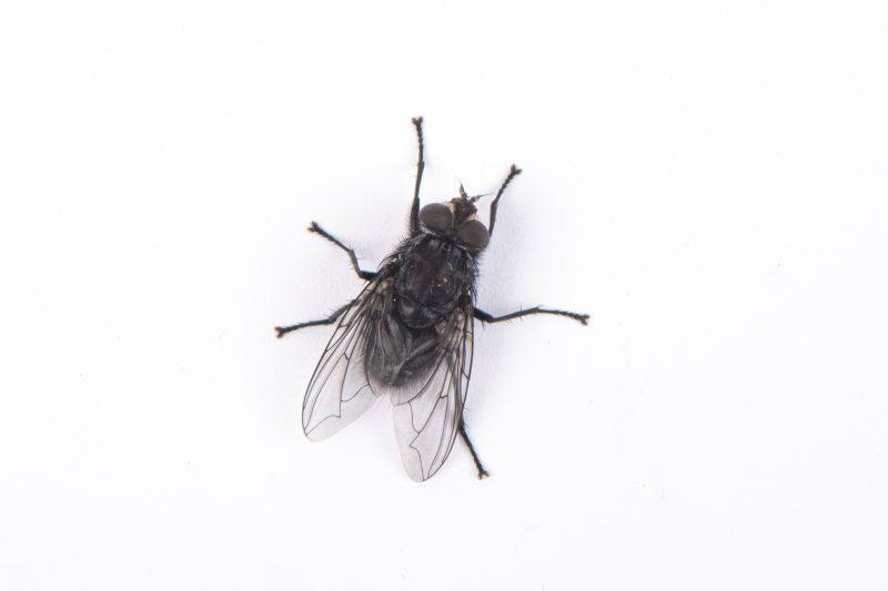 Fly Control Service in Fort Worth, TX