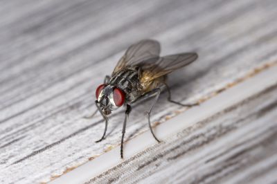 Fly Infestation Extermination in Mckinney, TX