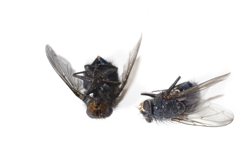 Fly Infestation Extermination in New Braunfels, TX