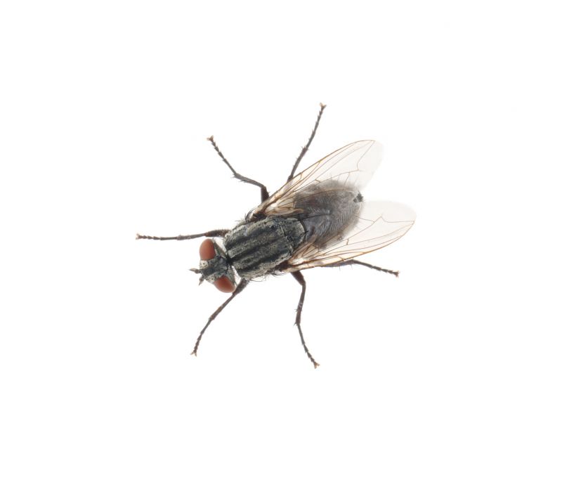 Fly Infestation Extermination in New Braunfels, TX