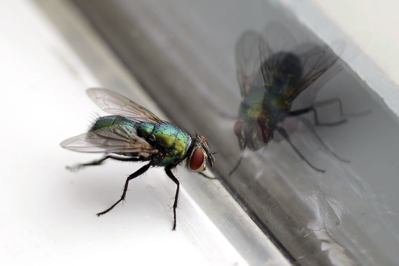 Fly Pest Control in Katy, TX