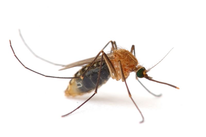 Fly Pest Control in Mckinney, TX