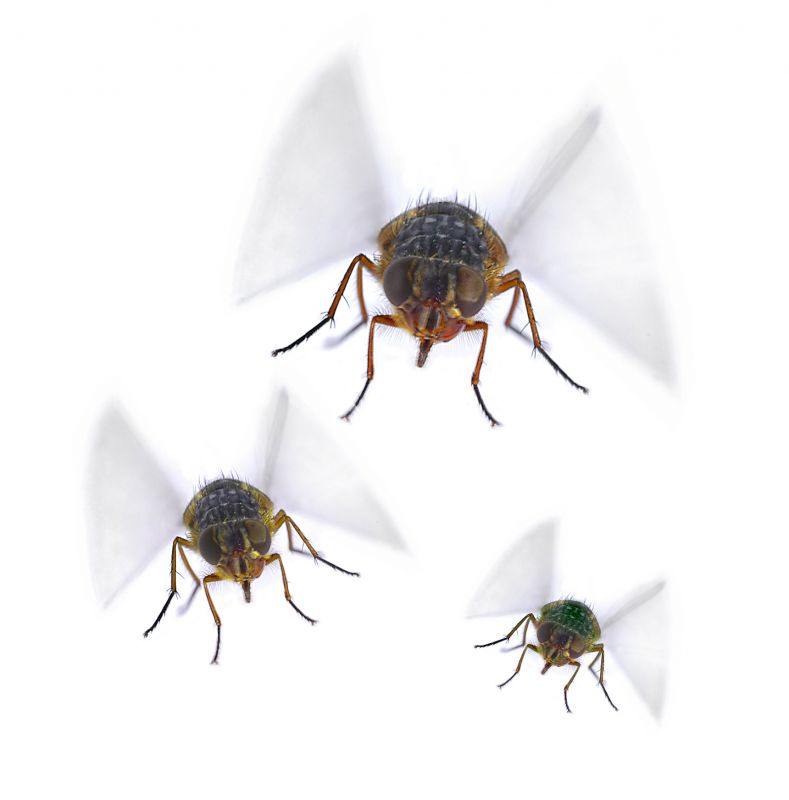 Fly Pest Control in Fort Worth, TX