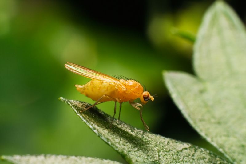 Fruit Fly Extermination in Fort Worth, TX