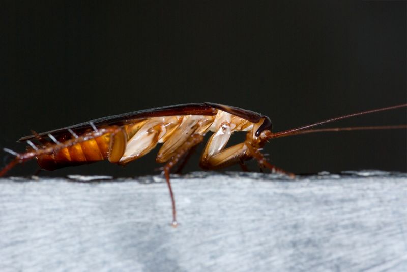 Cockroach Activity