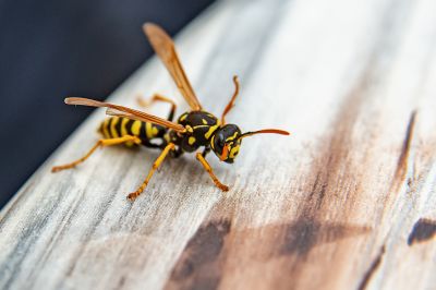 Health Risks Associated With Stinging Insects On Your Property