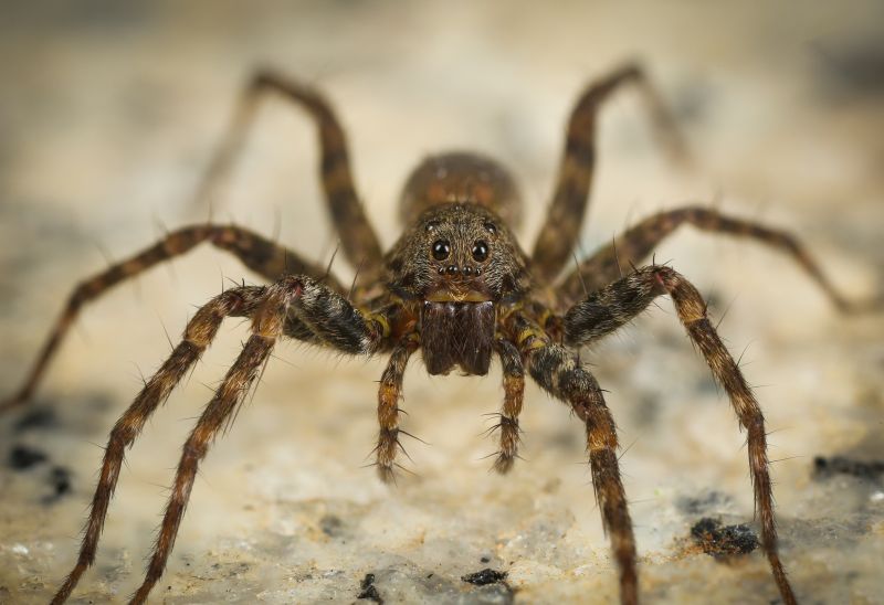 Hobo Spider Extermination in Rockwall, TX